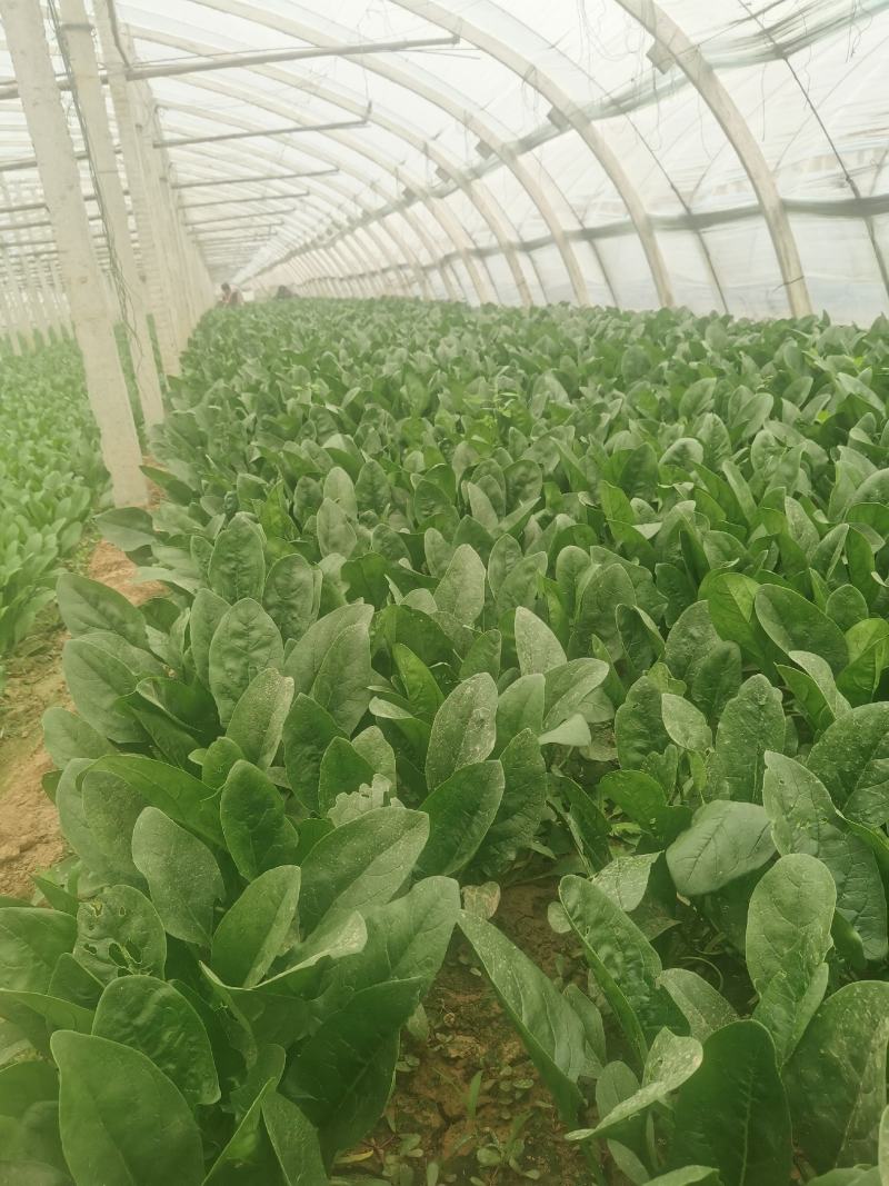 优质黑叶菠菜产地直供，欢迎各地老板来电洽谈合作
