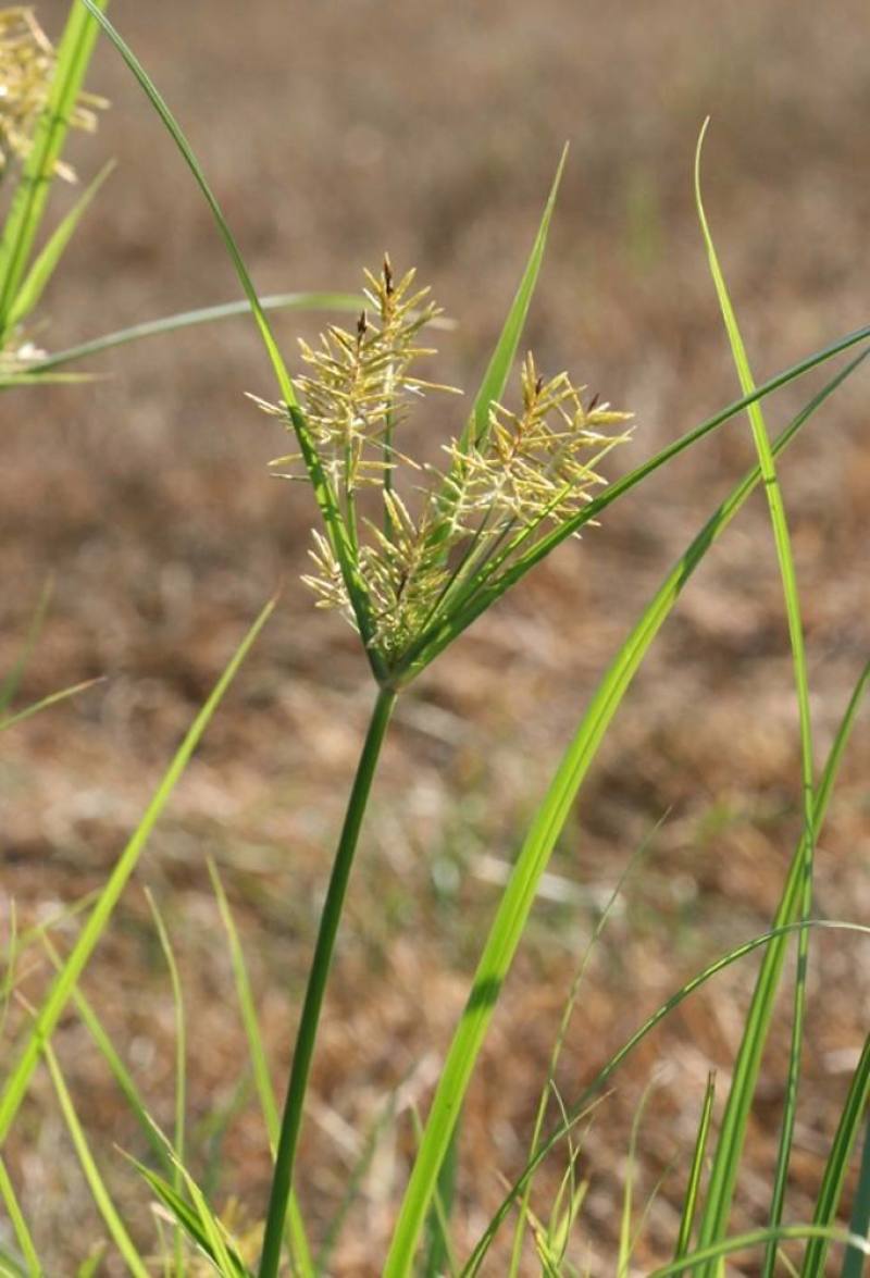 油莎豆种子油豆油渣油沙豆虎坚果地下核桃量大优惠