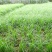 油莎豆种子油豆油渣油沙豆虎坚果地下核桃量大优惠