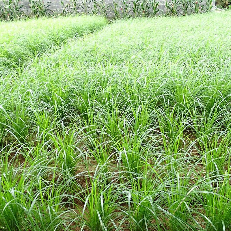 油莎豆种子油豆油渣油沙豆虎坚果地下核桃量大优惠
