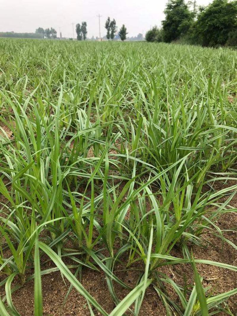 油莎豆种子油豆油渣油沙豆虎坚果地下核桃量大优惠