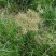 油莎豆种子油豆油渣油沙豆虎坚果地下核桃量大优惠