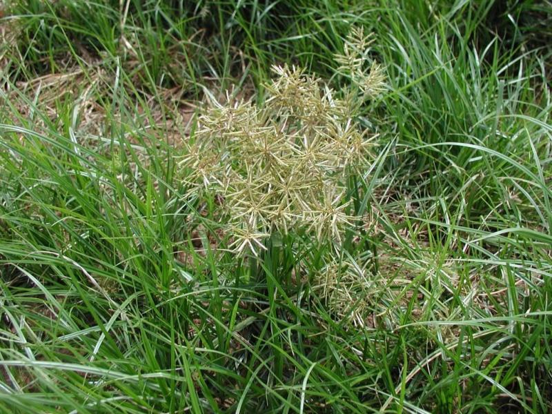 油莎豆种子油豆油渣油沙豆虎坚果地下核桃量大优惠
