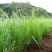 油莎豆种子油豆油渣油沙豆虎坚果地下核桃量大优惠