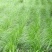 油莎豆种子油豆油渣油沙豆虎坚果地下核桃量大优惠