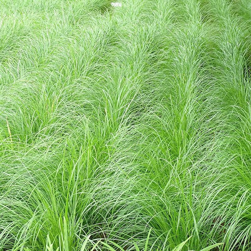 油莎豆种子油豆油渣油沙豆虎坚果地下核桃量大优惠