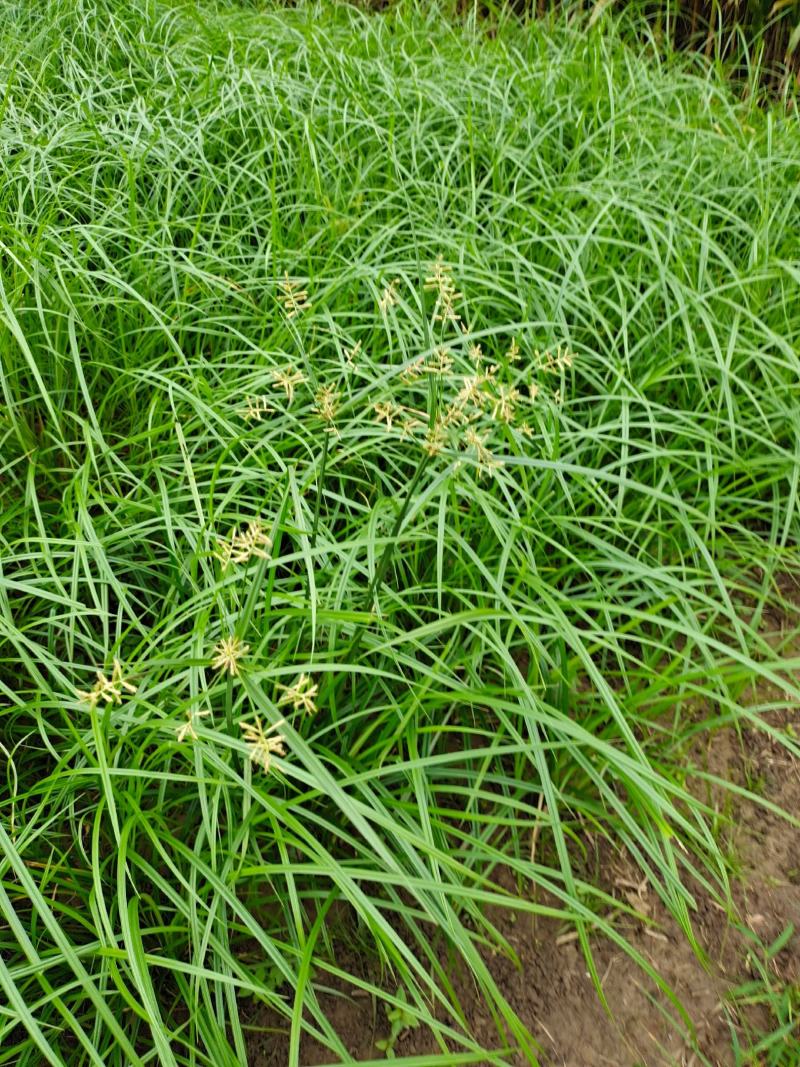 油莎豆种子油豆油渣油沙豆虎坚果地下核桃量大优惠