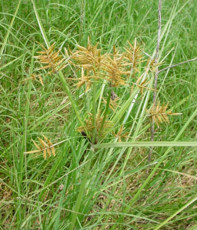 油莎豆种子油豆油渣油沙豆虎坚果地下核桃量大优惠