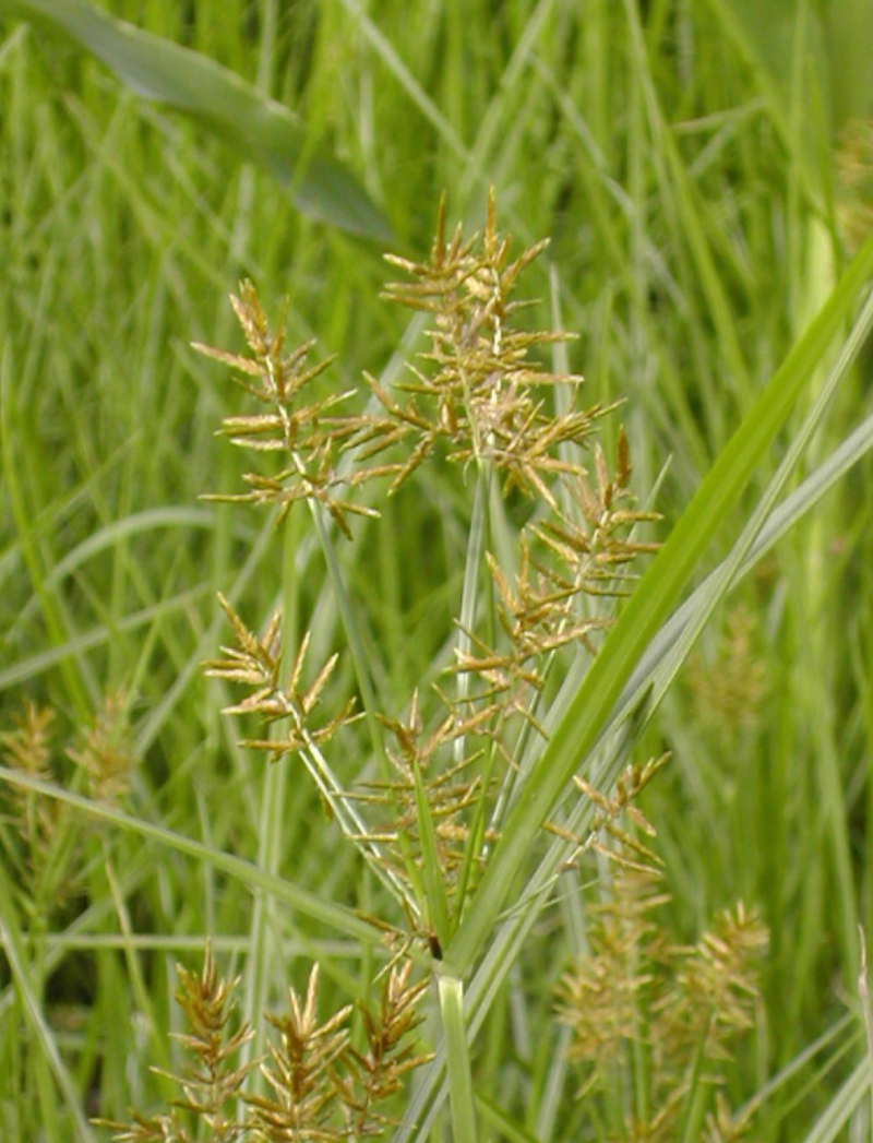油莎豆种子油豆油渣油沙豆虎坚果地下核桃量大优惠