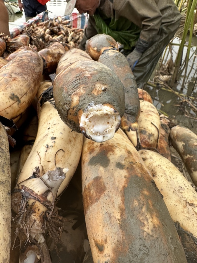 洪湖莲藕洪湖煲汤粉藕洪湖泥藕