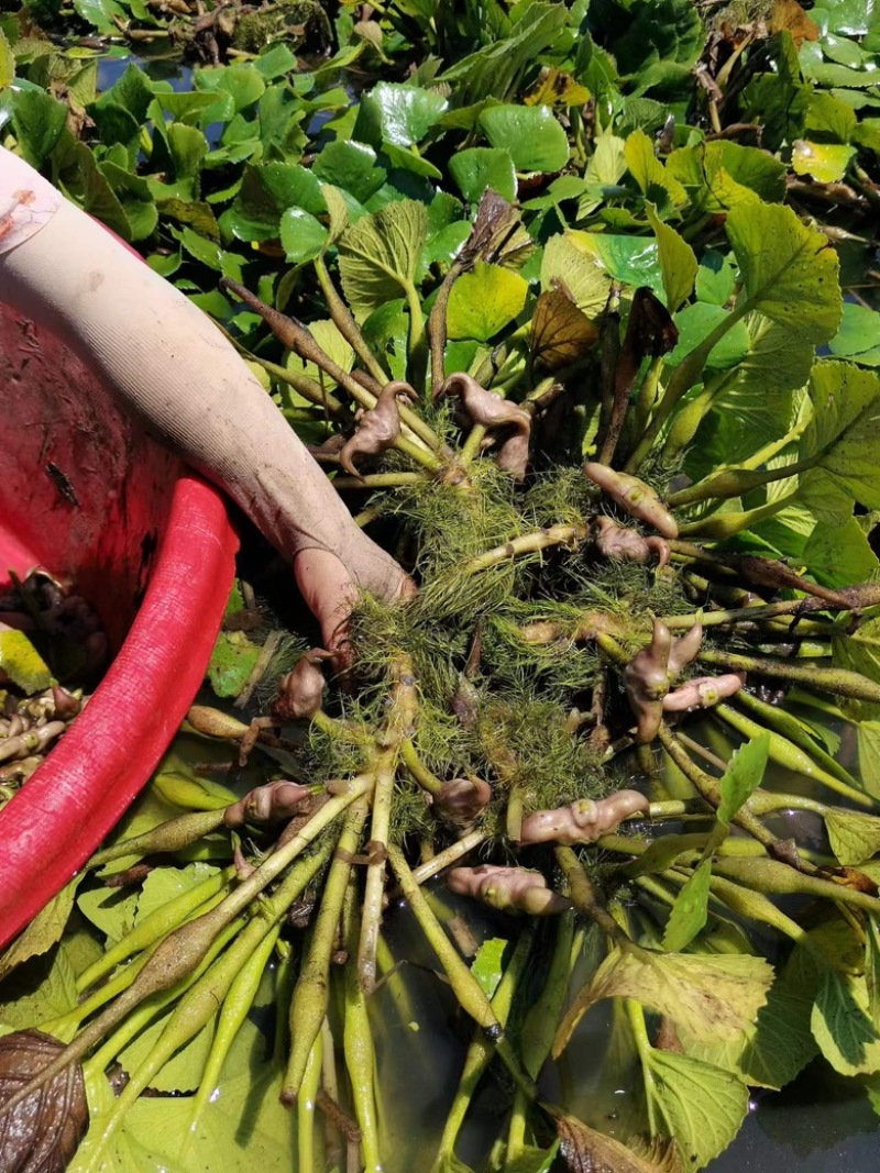 洪湖菱角种子菱角种苗子批发个大高产大青菱