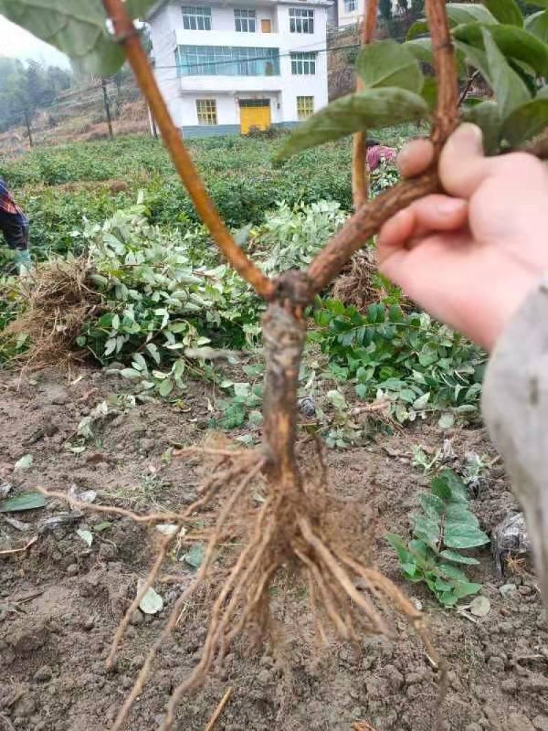 金银花苗湘蕾五号，抗寒耐抗病强，现挖现发欢迎考察