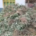 金银花苗湘蕾五号，抗寒耐抗病强，现挖现发欢迎考察
