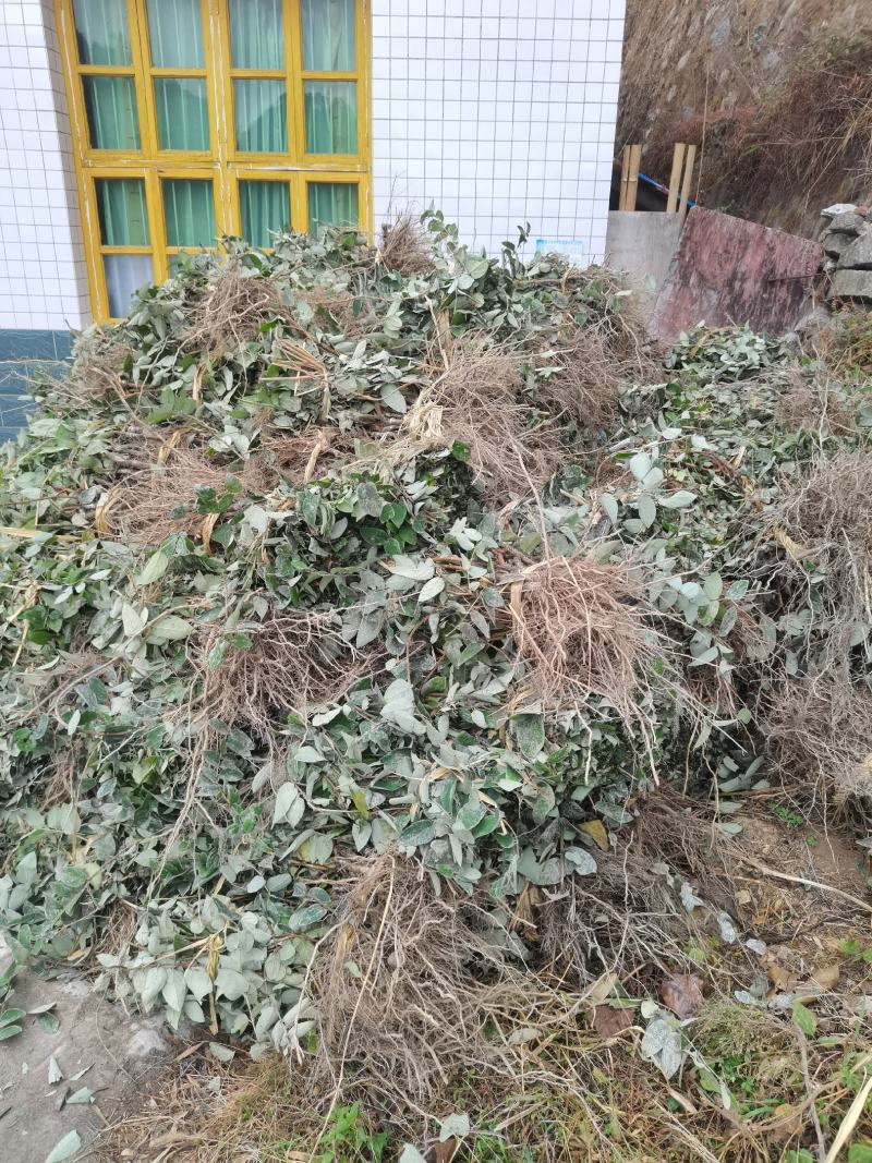 金银花苗湘蕾五号，抗寒耐抗病强，现挖现发欢迎考察