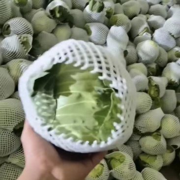 精品甘蓝，今年刚下