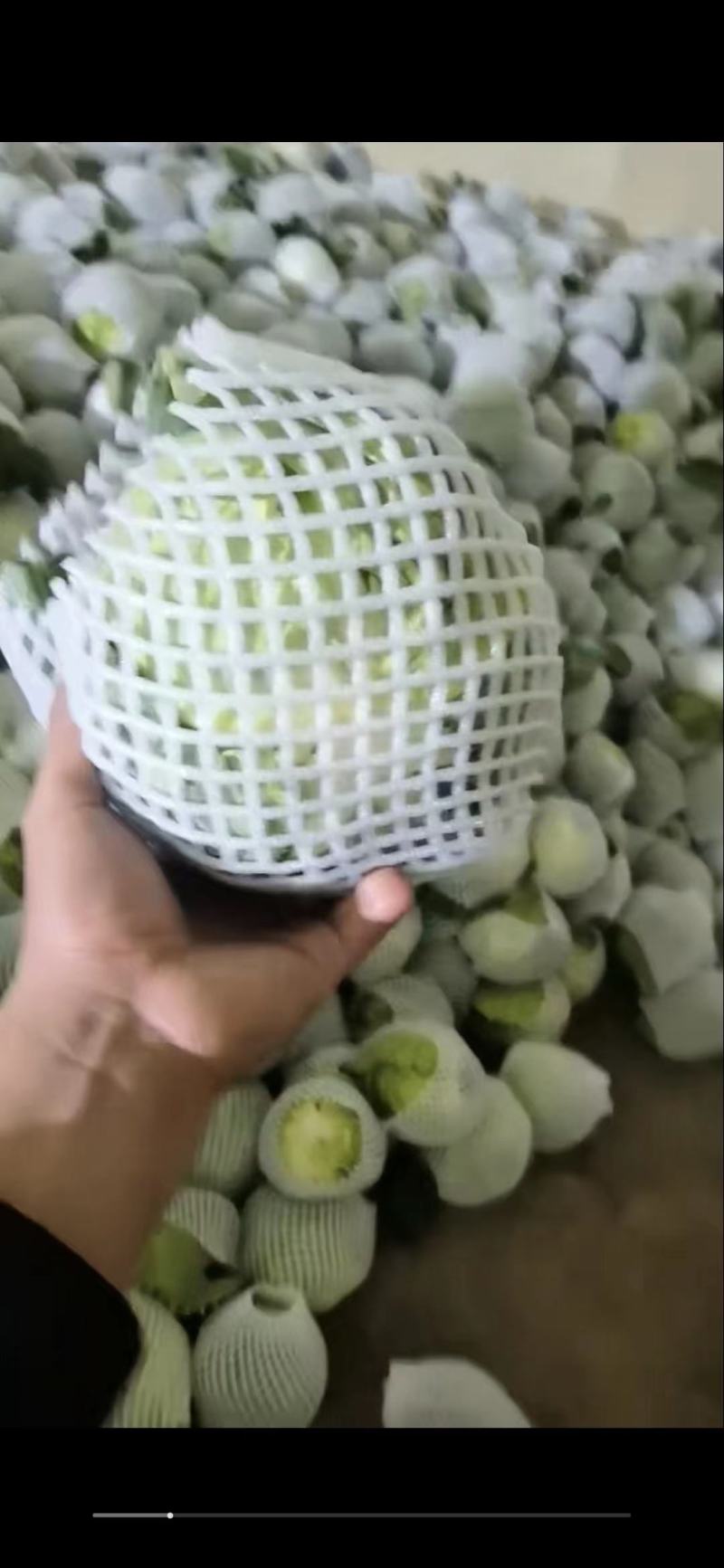 精品甘蓝，今年刚下