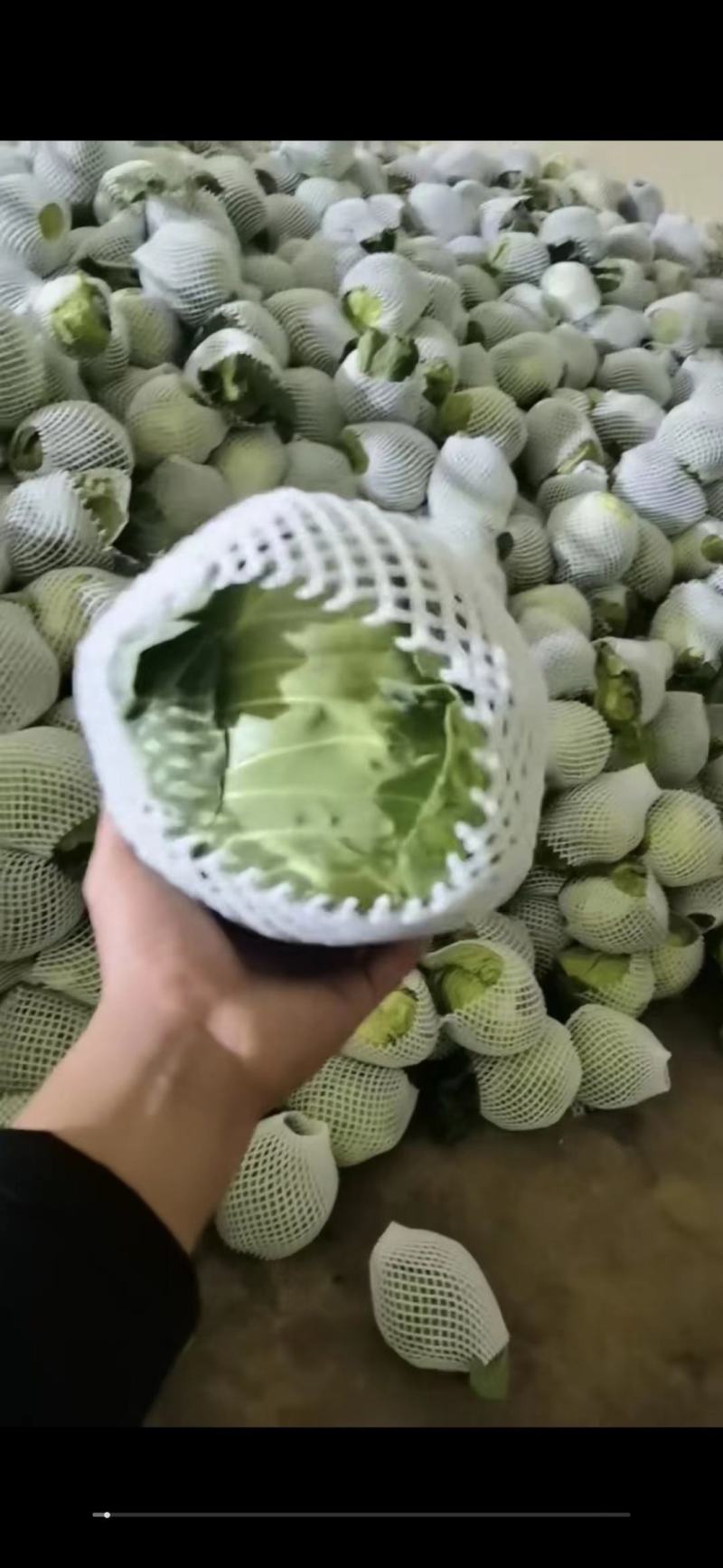 精品甘蓝，今年刚下