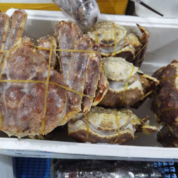生冻帝王蟹，精品货