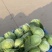 牛心包菜甘蓝南京