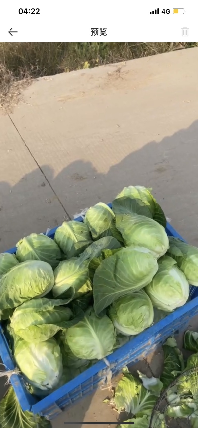 牛心包菜甘蓝南京