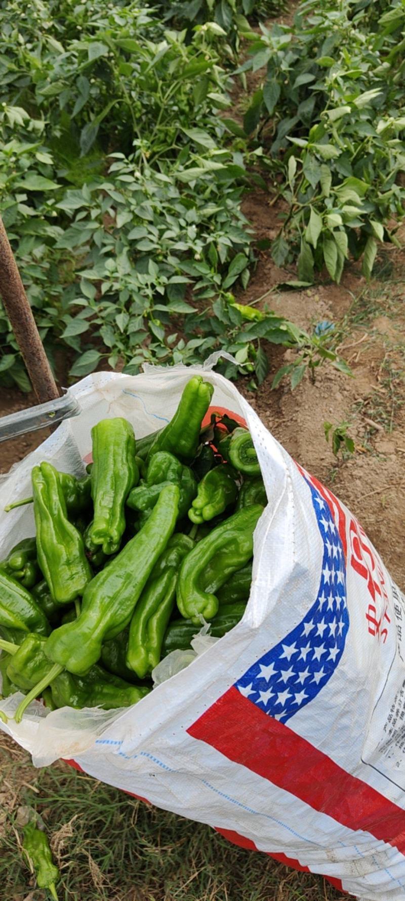 南通海门烧烤茄子大面积基地现场看货优质货源