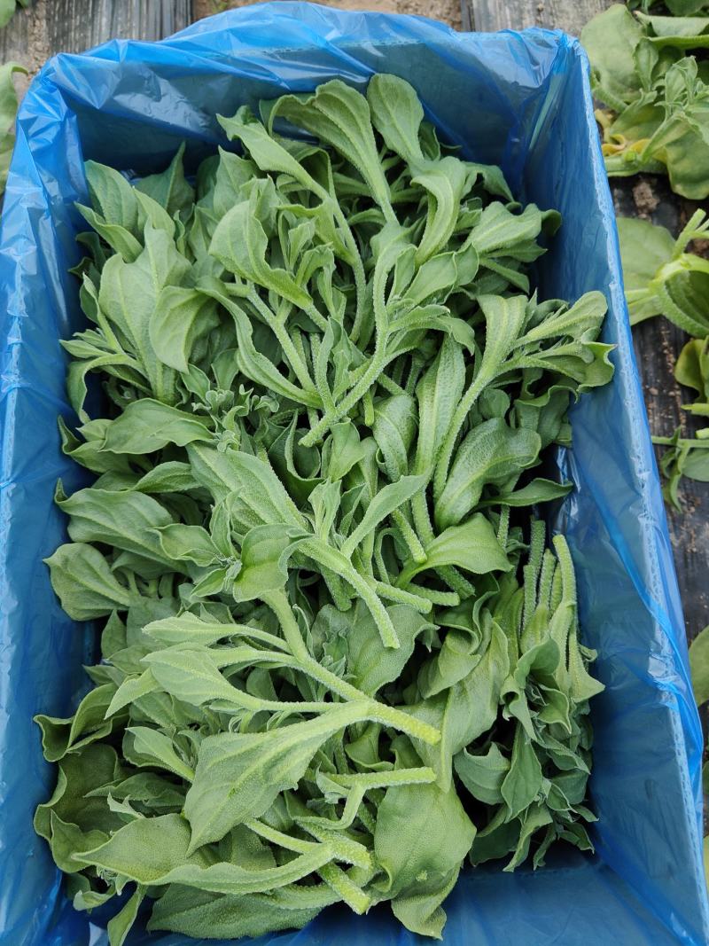 江苏海门冰草非洲冰草大面积基地产地货源充足可对接各大平台批发