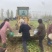 芥菜疙瘩芥菜头大头菜大疙瘩自有基地现挖现发