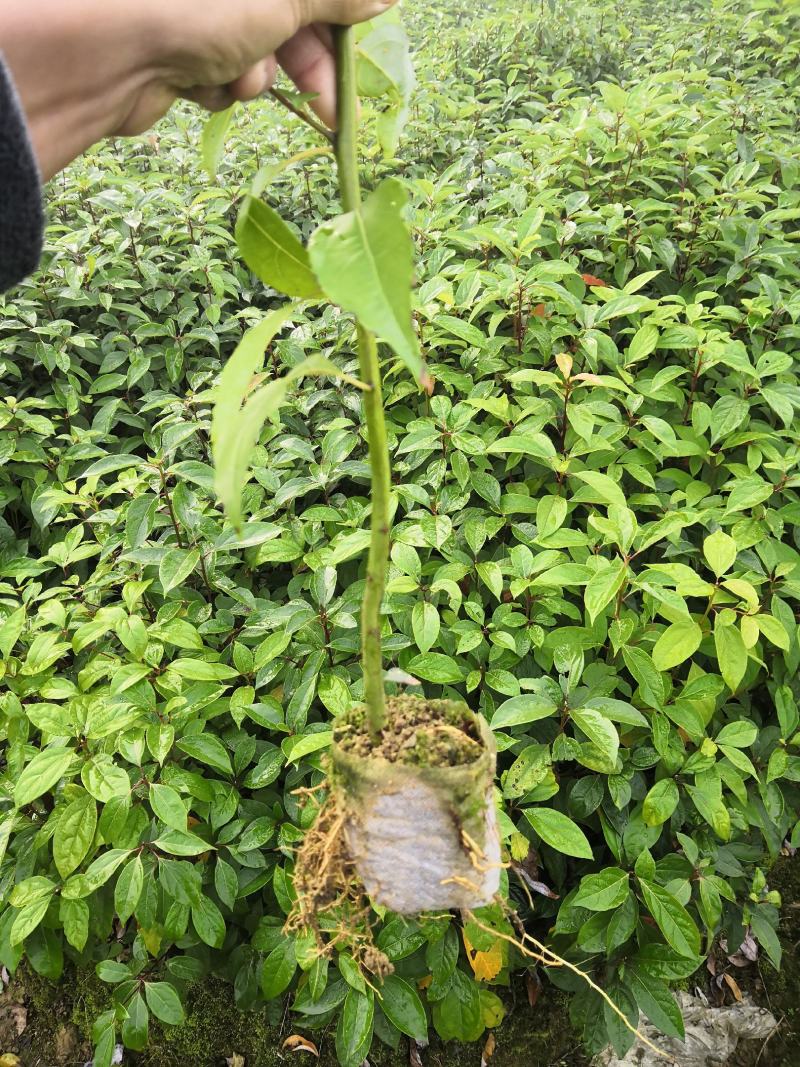香樟苗，无纺布袋苗