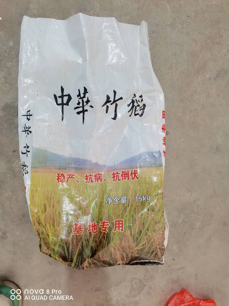 竹稻中华竹稻，晚稻