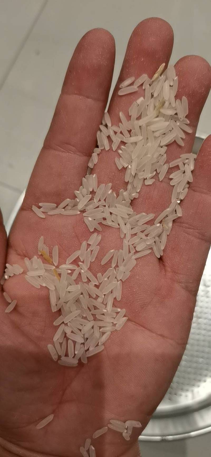 竹稻中华竹稻，晚稻