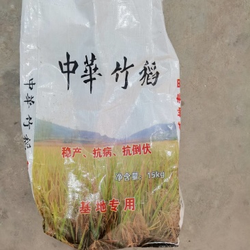 竹稻中华竹稻，晚稻