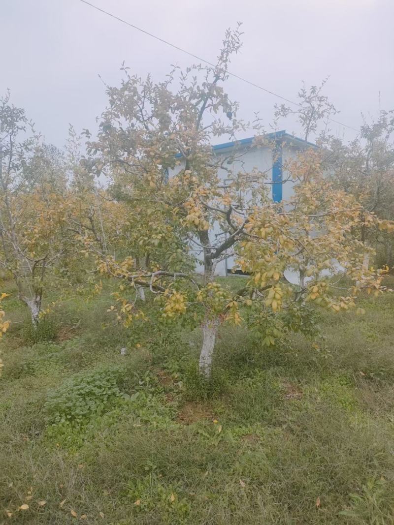 软石榴树果石榴突尼斯软子石榴丛生石榴树品种石榴树