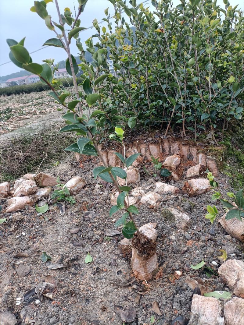 嫁接油茶营养小杯苗大杯苗挂果早出油率高坏苗包赔量大优惠