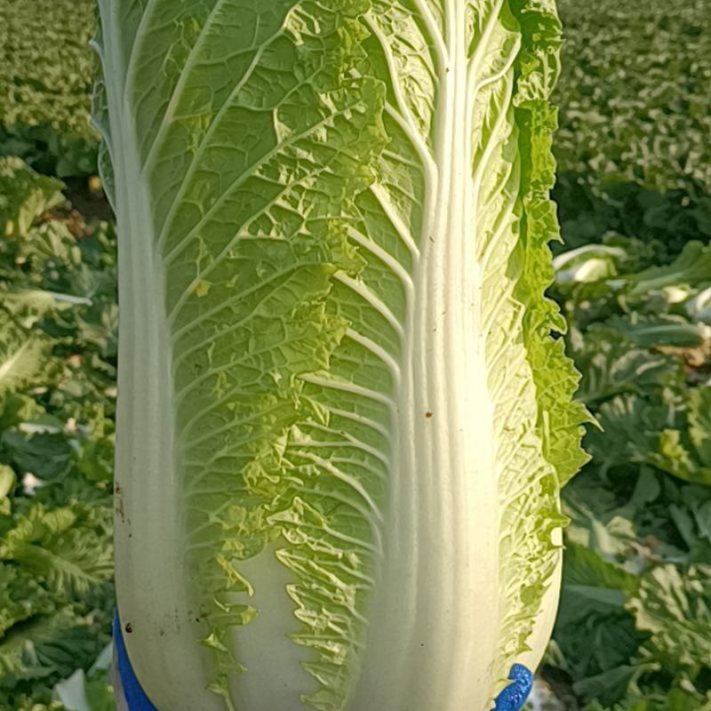 大量出售