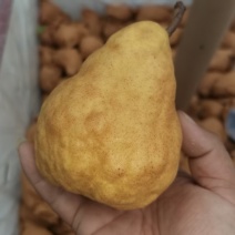 中华丑梨一件代发电商微商直播团购抖音快手
