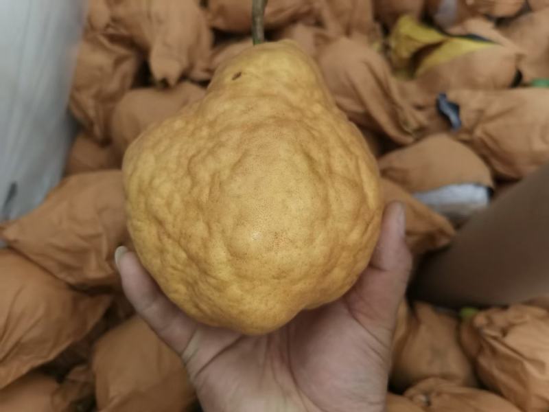 中华丑梨一件代发电商微商直播团购抖音快手