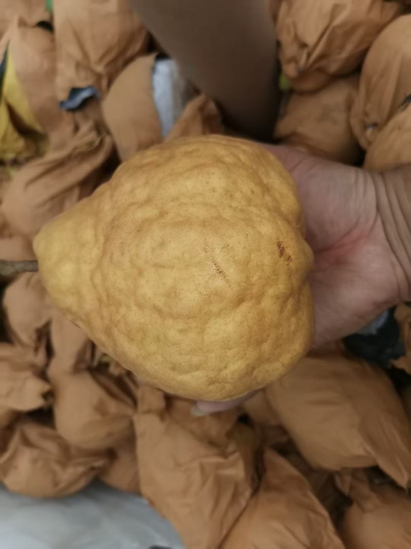 中华丑梨一件代发电商微商直播团购抖音快手