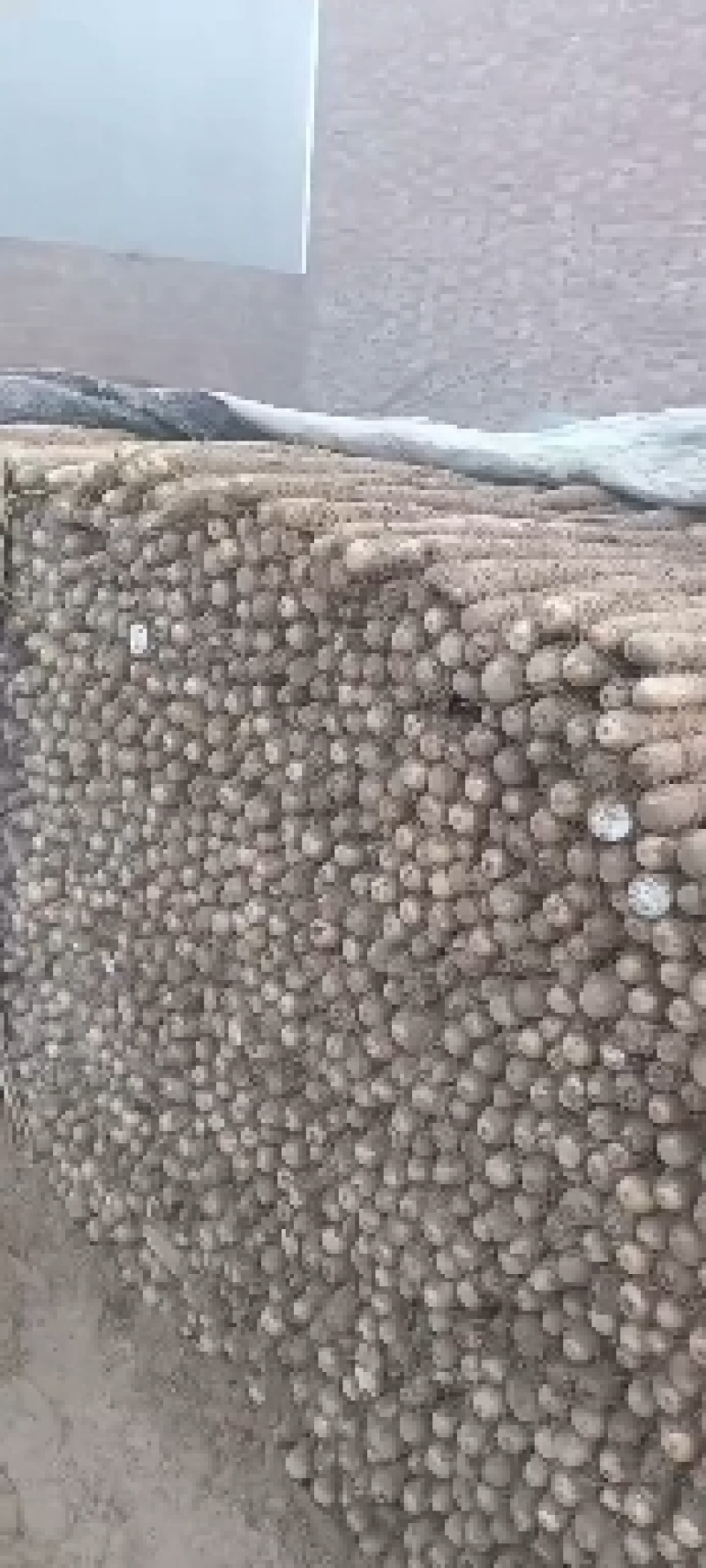 双胞山药