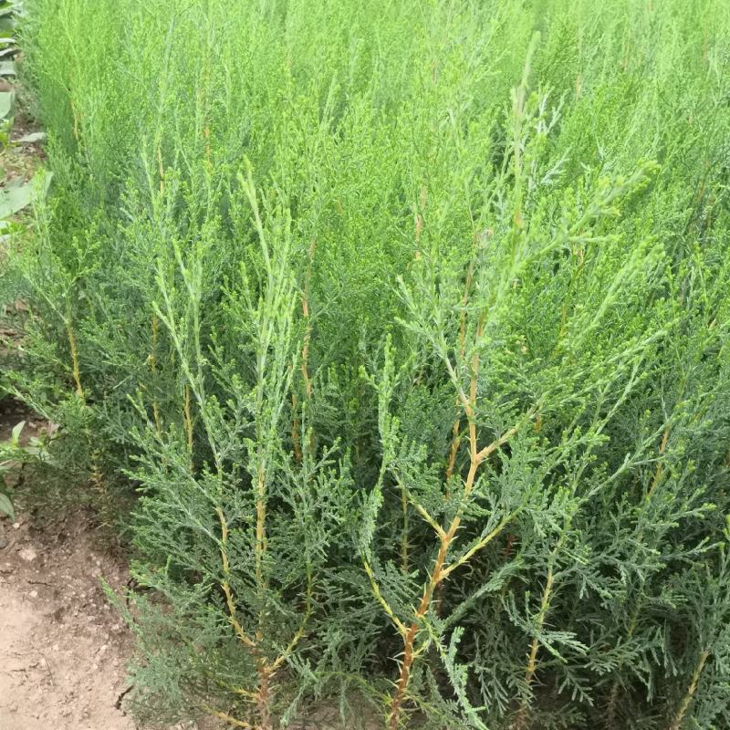 0.25公分以上的侧柏小苗，嫁接龙柏占木一年生侧柏