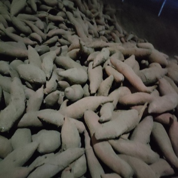 龙九红薯精品电商货