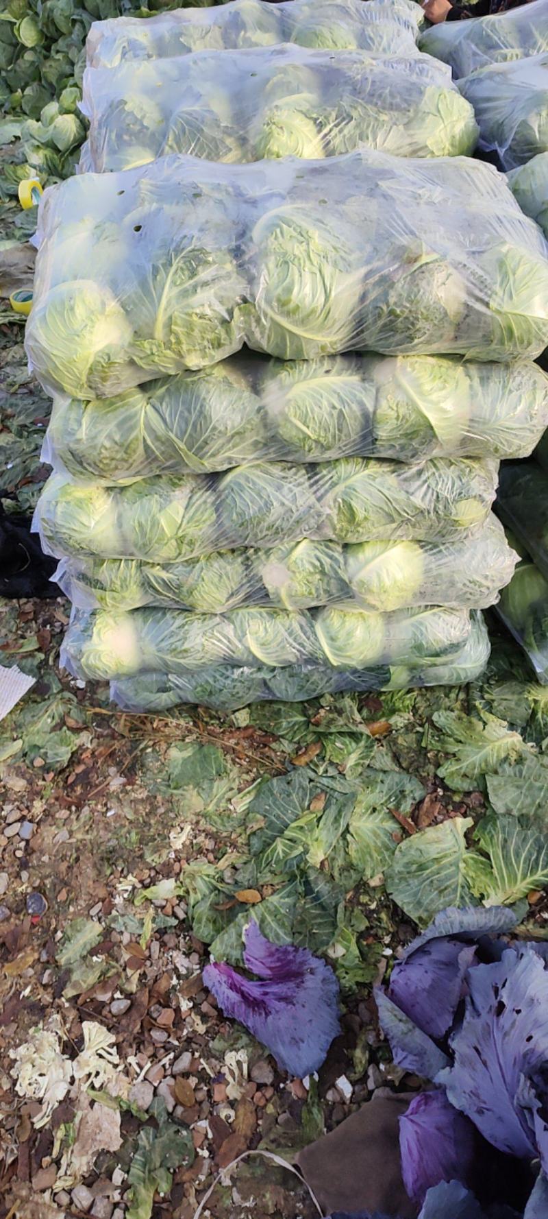 陕西甘蓝大量供应，一手货源价格优惠对接市场商超欢迎订购