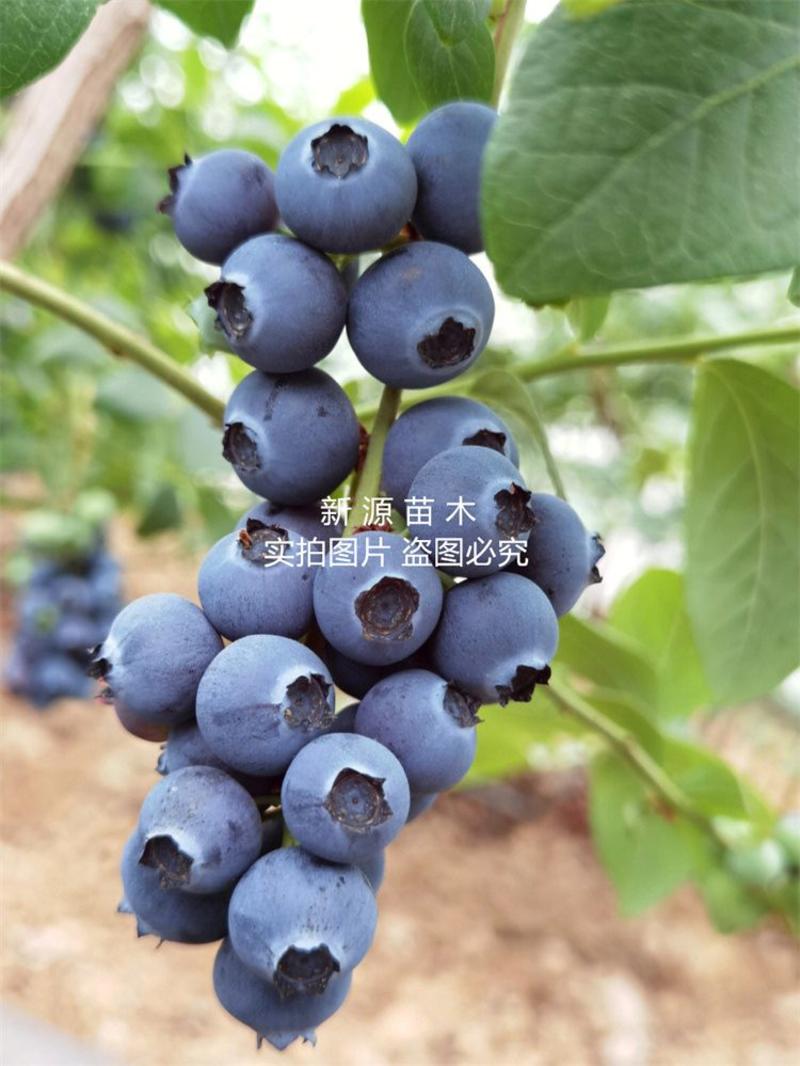 奥尼尔蓝莓树苗嫁接苗包成活包结果提供技术指导可签合同