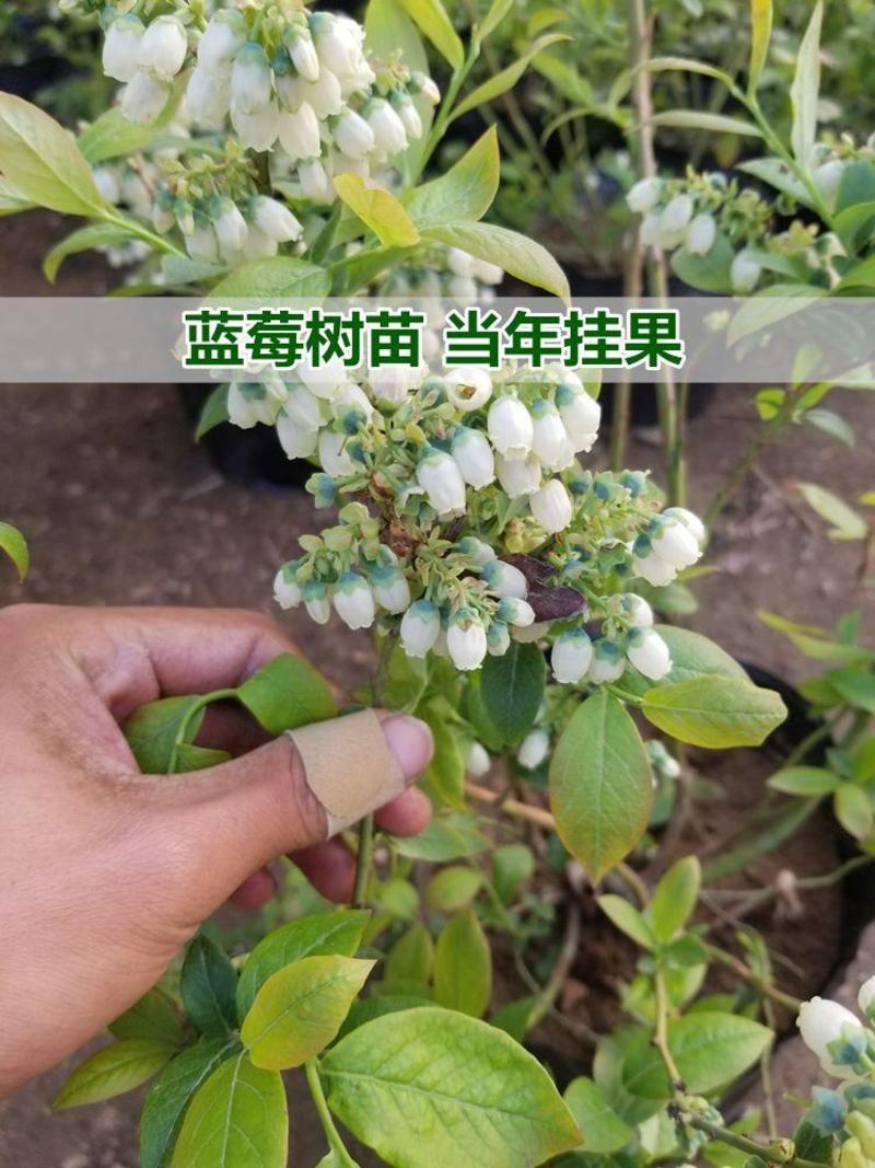 奥尼尔蓝莓树苗嫁接苗包成活包结果提供技术指导可签合同