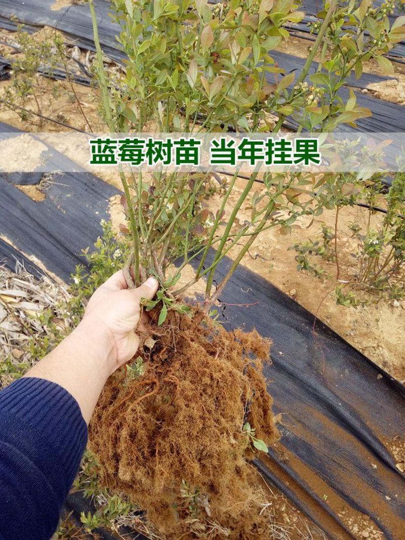 奥尼尔蓝莓树苗嫁接苗包成活包结果提供技术指导可签合同