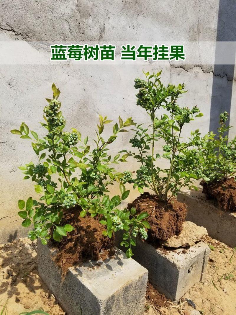 奥尼尔蓝莓树苗嫁接苗包成活包结果提供技术指导可签合同