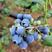 奥尼尔蓝莓树苗嫁接苗包成活包结果提供技术指导可签合同