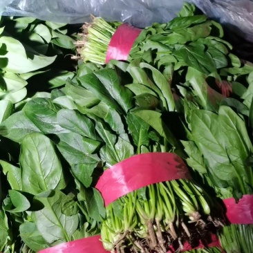 聊城精品菠菜大量供应，货源充足，质量好，代发全国。