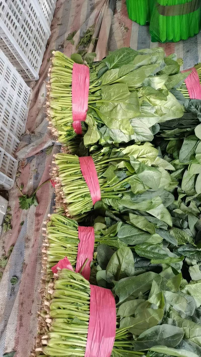 聊城精品菠菜大量供应，货源充足，质量好，代发全国。