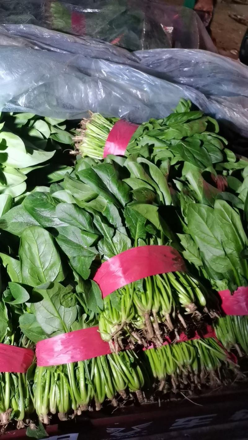 聊城精品菠菜大量供应，货源充足，质量好，代发全国。