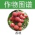 剑牌速壮25%多效唑悬浮剂果树花卉多肉矮化剂控制生长调节